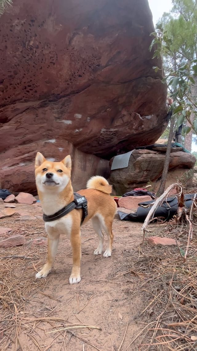 Anaconda 7b+✅
This one went down quick today, probably because of all the sport climbing😂
#lookatlily 
-
-
#dogs #rockclimbing #climbinginspiration #van #bouldering #climbing #madrockclimbing #granitbiten #chalkcartel #roofs #longlines